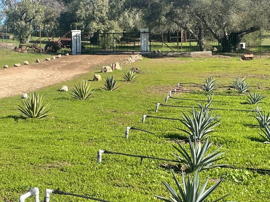 Holiday home Hilltop Vineyard And Agave Field With View Santa Ynez