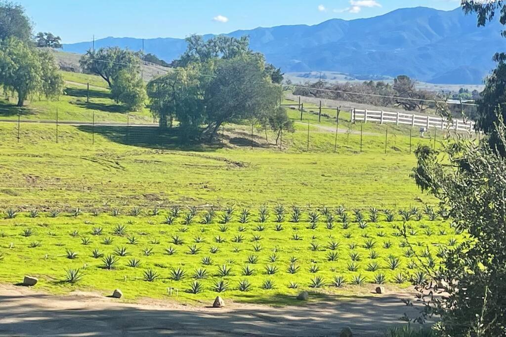 Hilltop Vineyard And Agave Field With View *