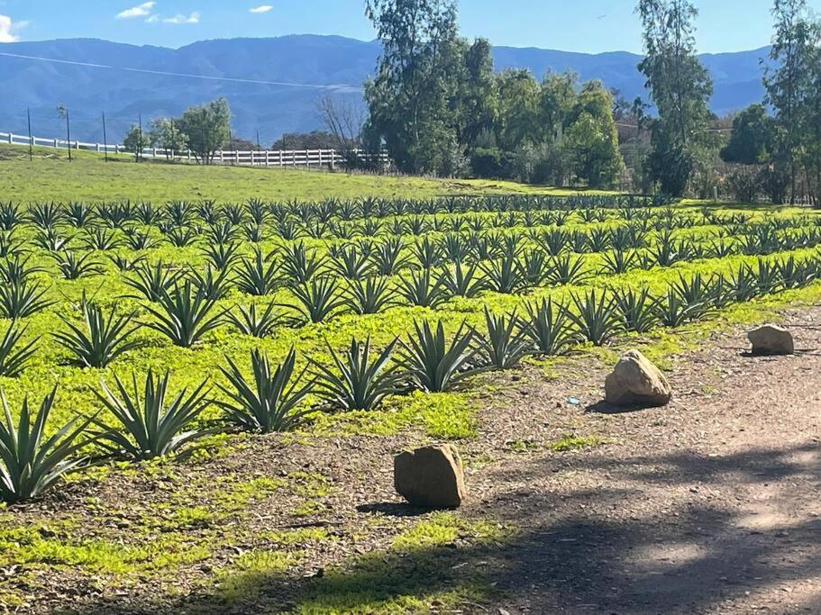 Casa de Férias Hilltop Vineyard And Agave Field With View *